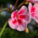 Daisies in the Glass: A Window’s Quiet Embrace