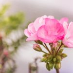 First Sprout’s Lullaby: A Thyme Well Lived