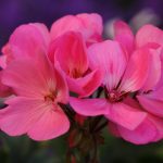 Seasonal Ritual: Harvesting Stillness with a Basket of Sunlit Threads