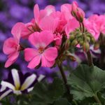 Seasonal Ritual: Gathering Where the Petals Meet the Earth’s Warmth