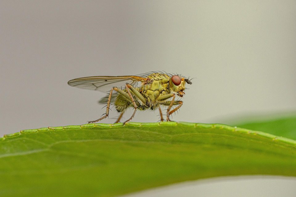 Whispers of Snow, Heart of the Hearth