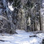 Verdant Solace: Designing Sanctuaries of Stillness and Scented Earth