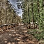 (Emotion: Earthen kinship | Symbol: Reclaimed wood as life’s preserved breath)