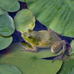 5 Whispers of the Wild: Top Eco-Design Ideas for Homes That Breathe & Listen