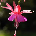 Balcony edges transformed into celestial havens where dreams and herbs intertwine.