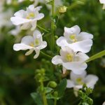 Symbolic Essay on Green Retreats: Whispering Leaves as Literature of Solitude