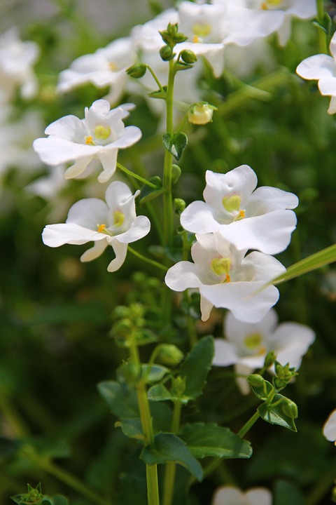 Symbolic Essay on Green Retreats: Whispering Leaves as Literature of Solitude