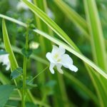 Poetic Guide to the Vertical Garden: Layering Dreams on Fractured Walls