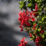 (Blends growth with comfort and intentional living.)