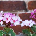 Eco How-To Cultivate a Moss Culture: Living Carpets, Quiet Tomorrows