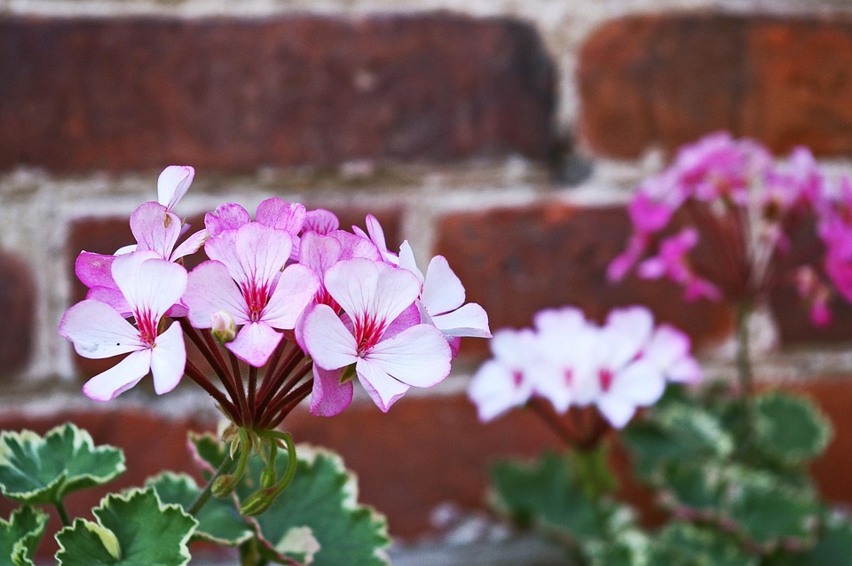 Eco How-To Cultivate a Moss Culture: Living Carpets, Quiet Tomorrows