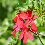 Autumn Leaves in Potted Palaces: A Ritual of Drifting Dawns