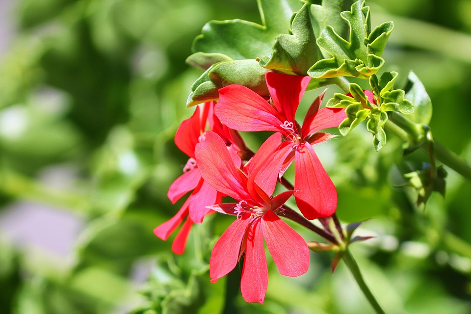 Autumn Leaves in Potted Palaces: A Ritual of Drifting Dawns