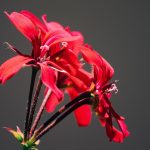 (Implies fragility and harmony in small, sacred spaces.)