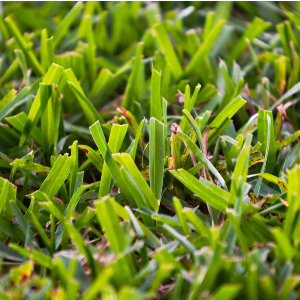 How To Get Rid Of Bermuda Grass And Stop It For Good