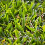 How To Get Rid Of Bermuda Grass And Stop It For Good