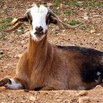 Autumn leaves whisper through open windows, crafting a haven where earth and soul align.