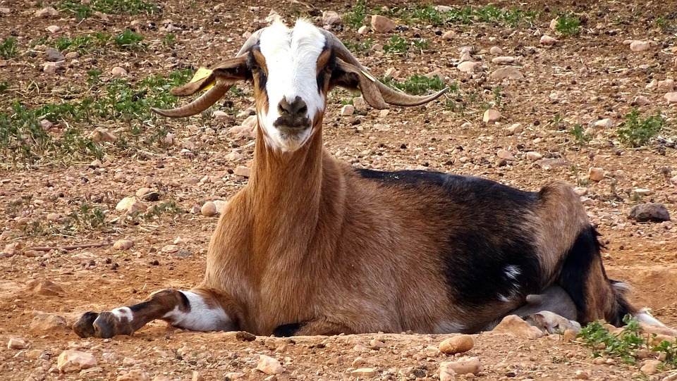 Autumn leaves whisper through open windows, crafting a haven where earth and soul align.