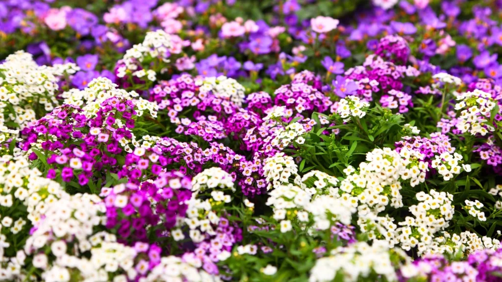 13 Ground Cover Plants That Bloom Profusely