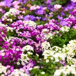 13 Ground Cover Plants That Bloom Profusely