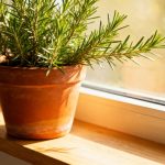 How to Grow Rosemary Indoors?