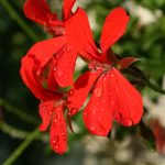 3. Seasonal Ritual: Brewing Dawn Tea in Cups Flowered with Ivy Vows 3. Seasonal Ritual: Brewing Dawn Tea in Cups Flowered with Ivy Vows