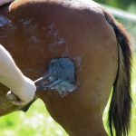 A dance of beeswax and light, where petals dissolve into eternal, slow-burning devotion.