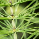 3. Seasonal Ritual: Crafting Hearth Flames from Amber-Leaf Offerings
