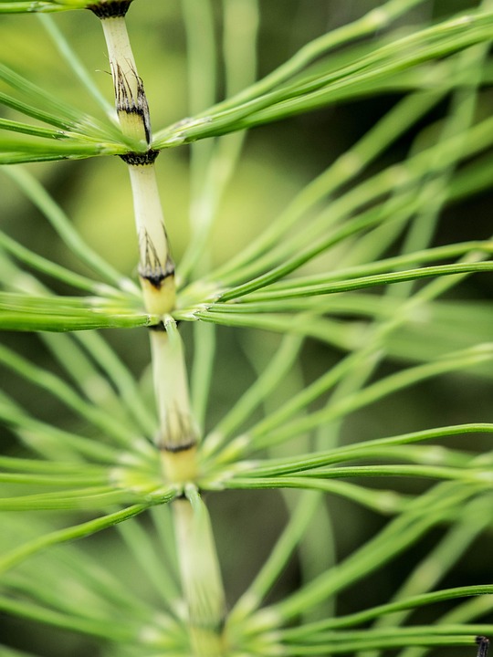 3. Seasonal Ritual: Crafting Hearth Flames from Amber-Leaf Offerings