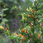 Florida Panhandle Gardening is Different