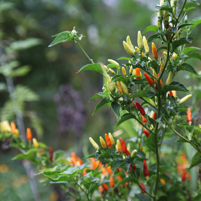 Florida Panhandle Gardening is Different