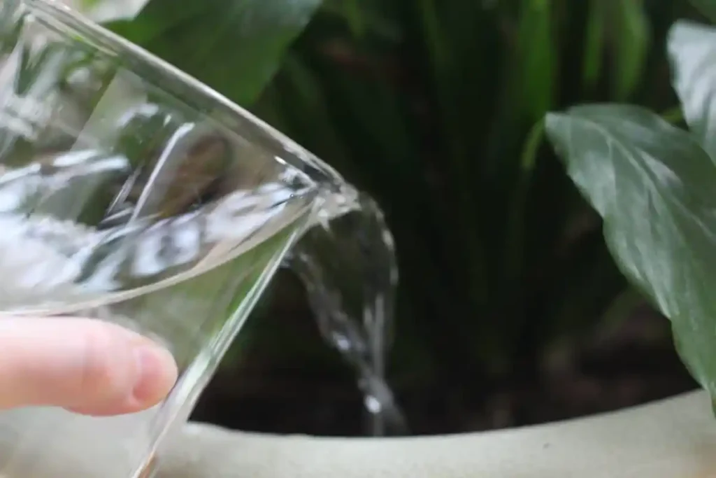 How often to water peace lily plants