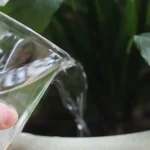 How often to water peace lily plants