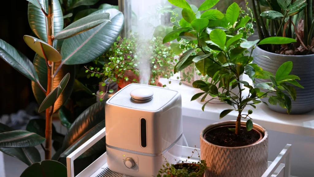 5 Humidity Tricks For Houseplants in Dry Winter Air