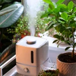 5 Humidity Tricks For Houseplants in Dry Winter Air