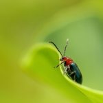 Braiding living arches with wetland reeds, your portal to forest-fairy reverie.