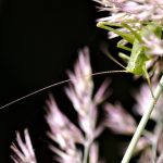 Liebesbrief to crisp air and amber light, weaving hearth-bound poetry in your porch nook.