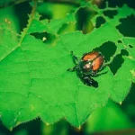 About Japanese Beetles and How to Get Rid of Them The Garden Glove