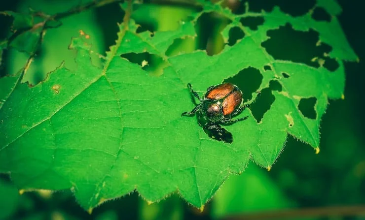 About Japanese Beetles and How to Get Rid of Them The Garden Glove