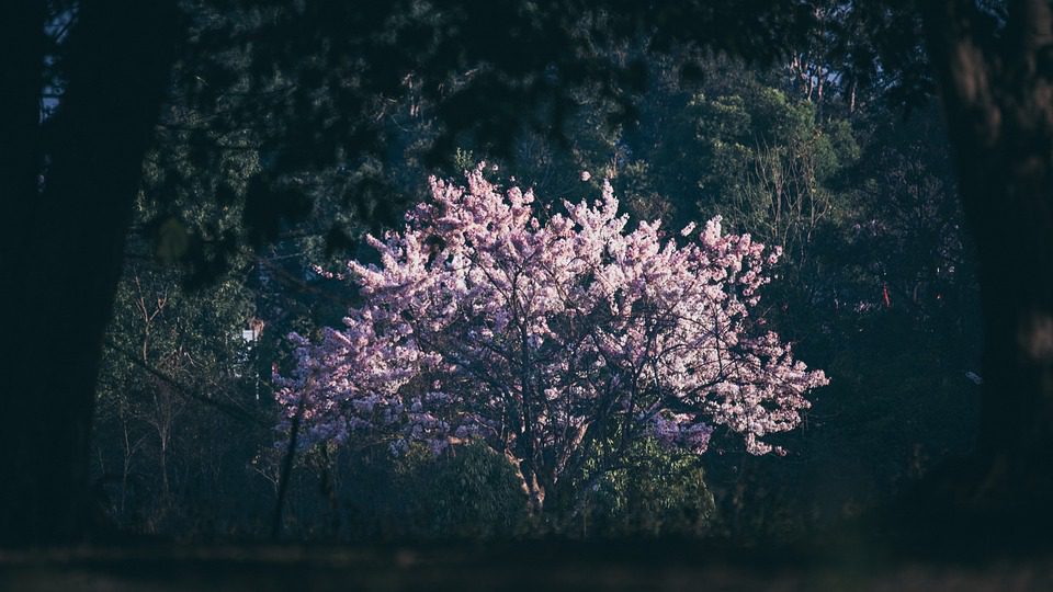 Whispers of Morning Mist: Cultivating a Sanctuary of Breath and Bloom