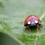4. Eco How-To: Weaving Willow into Whispers of a Personal Glade