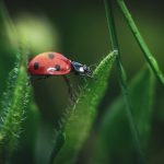 A Haven of Ash and Moss: Winter’s Quiet in a Fireless Hearth