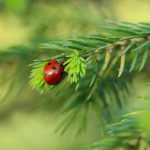 Curate pinecone lanterns and birch sap candles for tiny sacred spaces where night breathes gold.