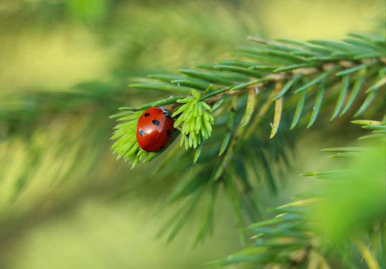 Curate pinecone lanterns and birch sap candles for tiny sacred spaces where night breathes gold.