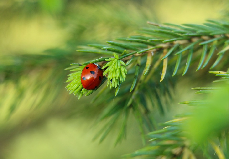 Curate pinecone lanterns and birch sap candles for tiny sacred spaces where night breathes gold.