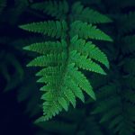 Rooted Resilience: Eco How-To for Building Havens on Shifting Sands