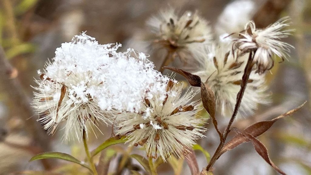 Leaving Plants in the Garden for the Birds in Winter