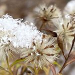 Leaving Plants in the Garden for the Birds in Winter