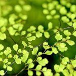 (fuses elemental warmth with fragile, enduring beauty)