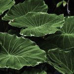 (Growth as an act of mindful creation in intimate spaces.)